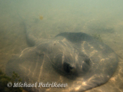 Caribbean Whiptail Stingray (Styracura schmardae)